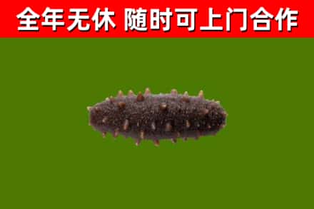 十堰回收海参干